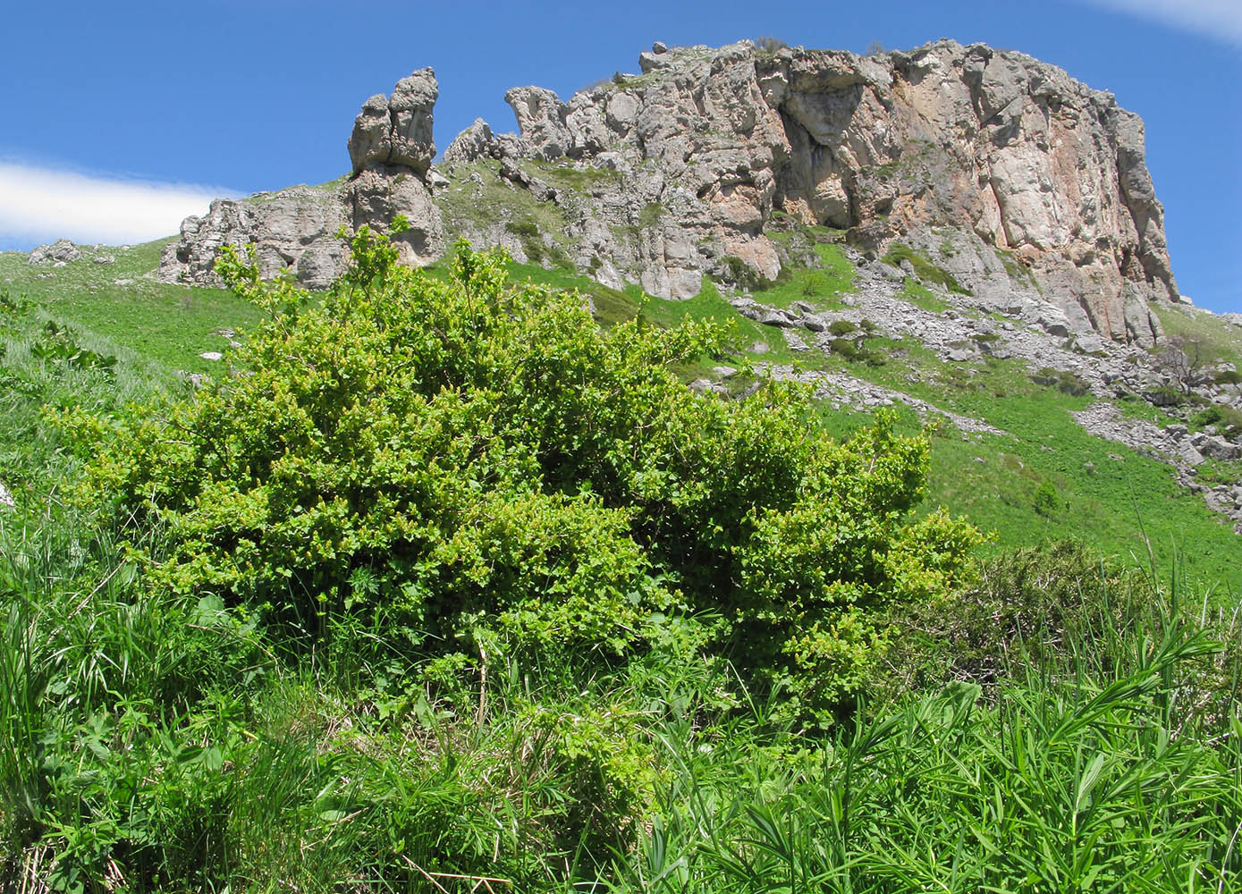 Image of Ribes alpinum specimen.