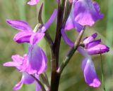 Anacamptis laxiflora subspecies elegans. Цветки. Украина, Херсонская обл., Голопристанский р-н, о-в Тендровская Коса, северо-западная часть. 27 мая 2007 г.