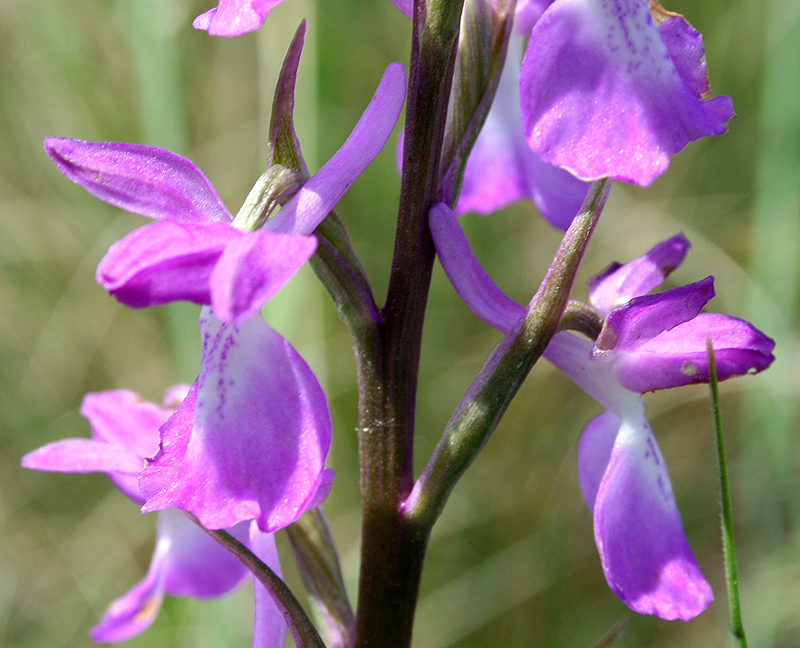 Изображение особи Anacamptis laxiflora ssp. elegans.