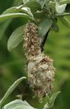 Salix lapponum