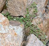 Campanula incanescens