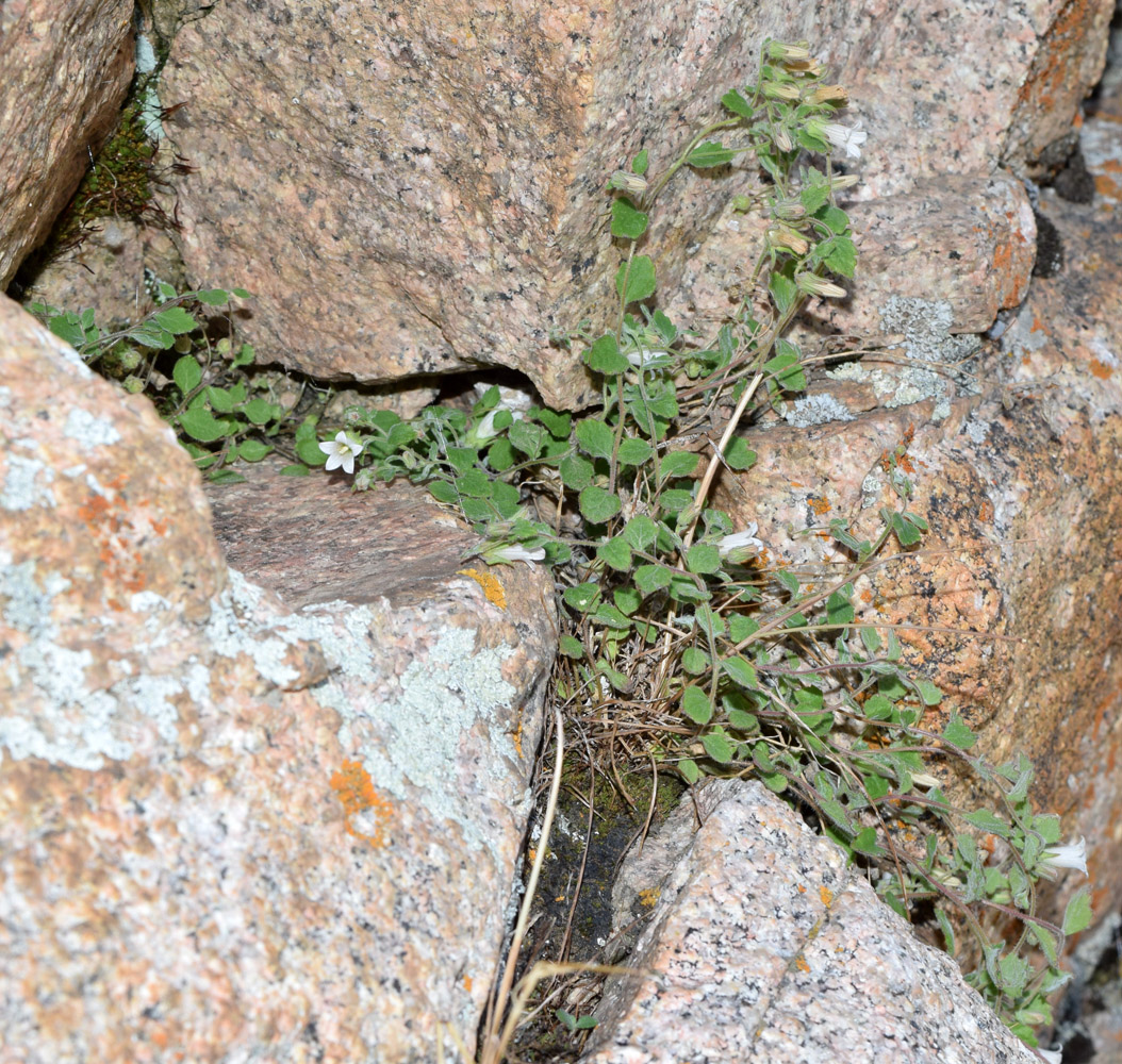 Image of Campanula incanescens specimen.