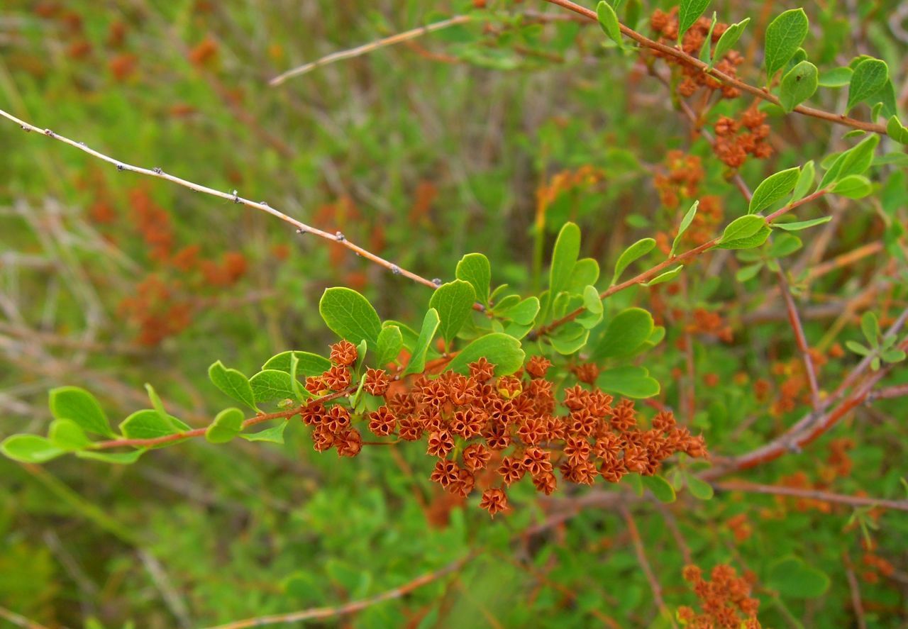 Image of Spiraea hypericifolia specimen.