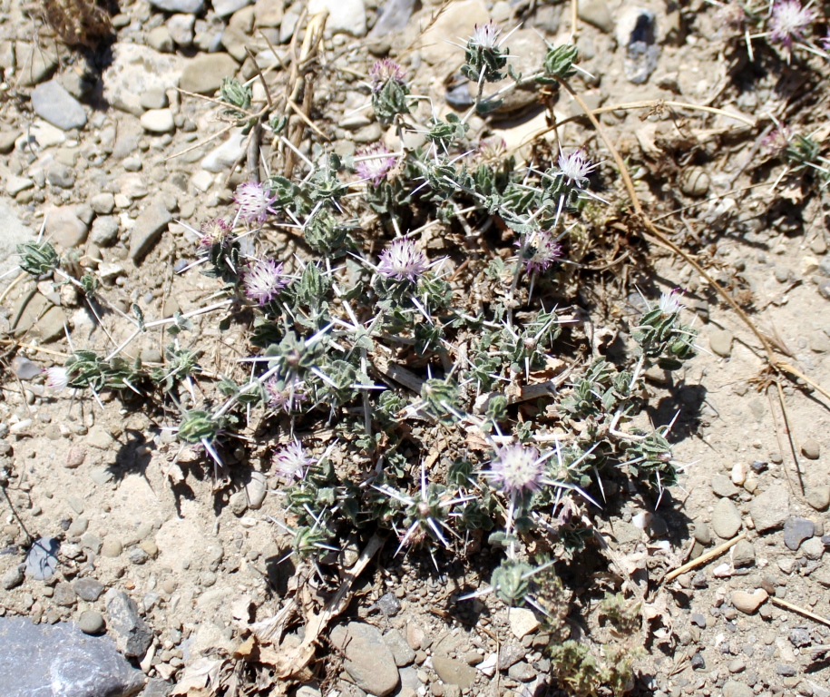 Image of Centaurea belangeriana specimen.