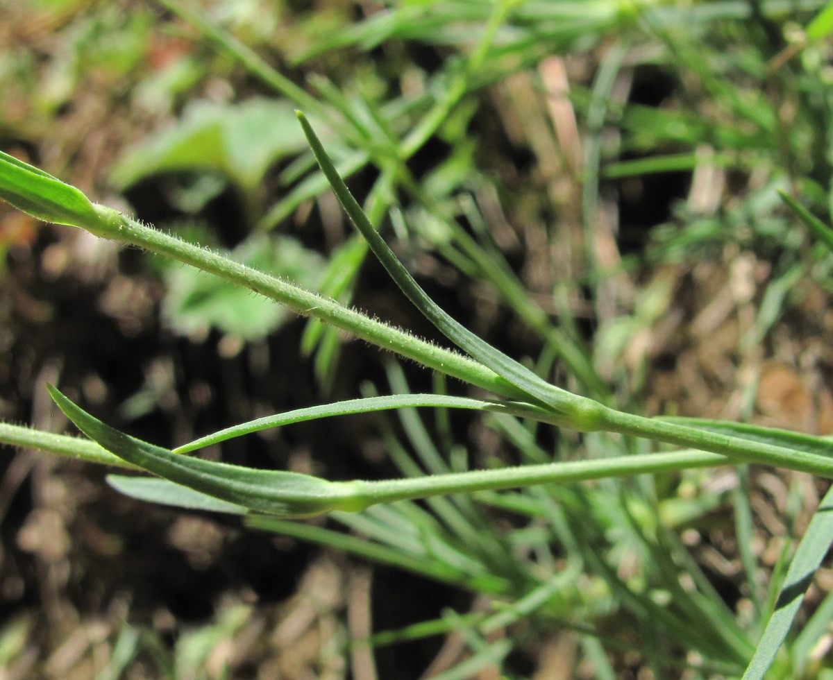 Image of Minuartia circassica specimen.