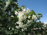 Sorbus tianschanica. Ветвь с соцветием. Кыргызстан, Таласский Алатау, долина р. Чичкан. 2 июня 2016 г.