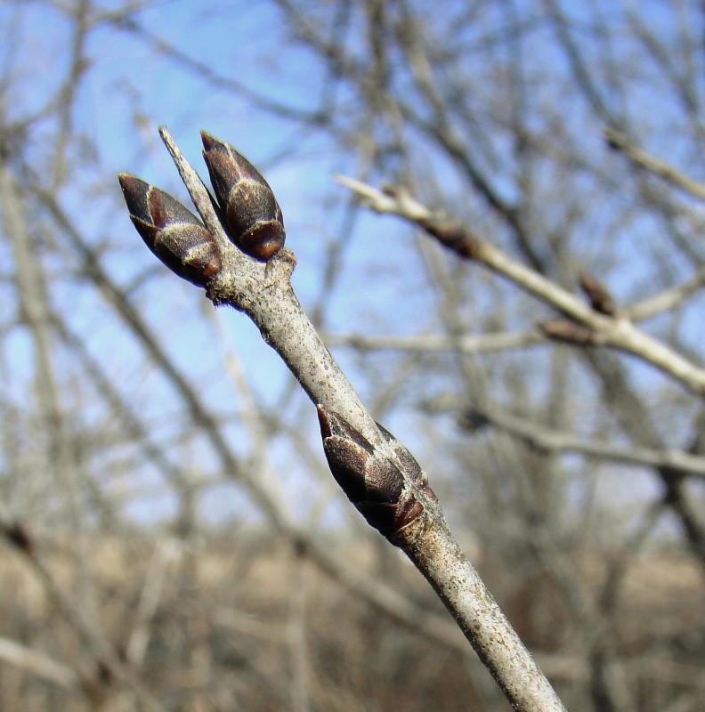 Image of Rhamnus cathartica specimen.