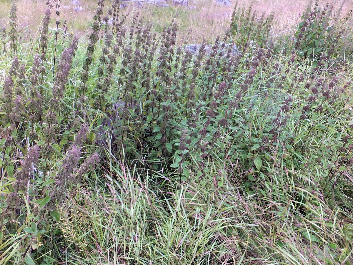 Изображение особи Urtica dioica.
