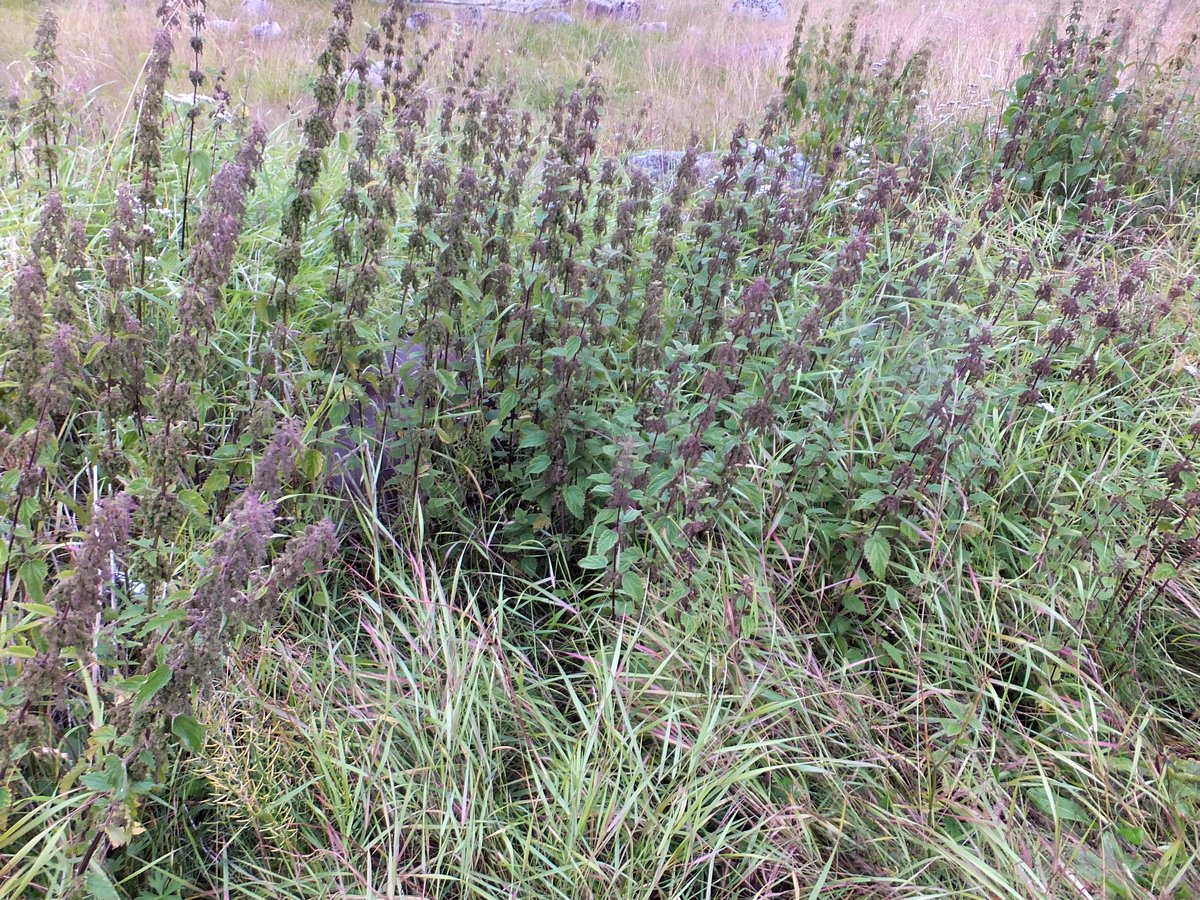 Image of Urtica dioica specimen.