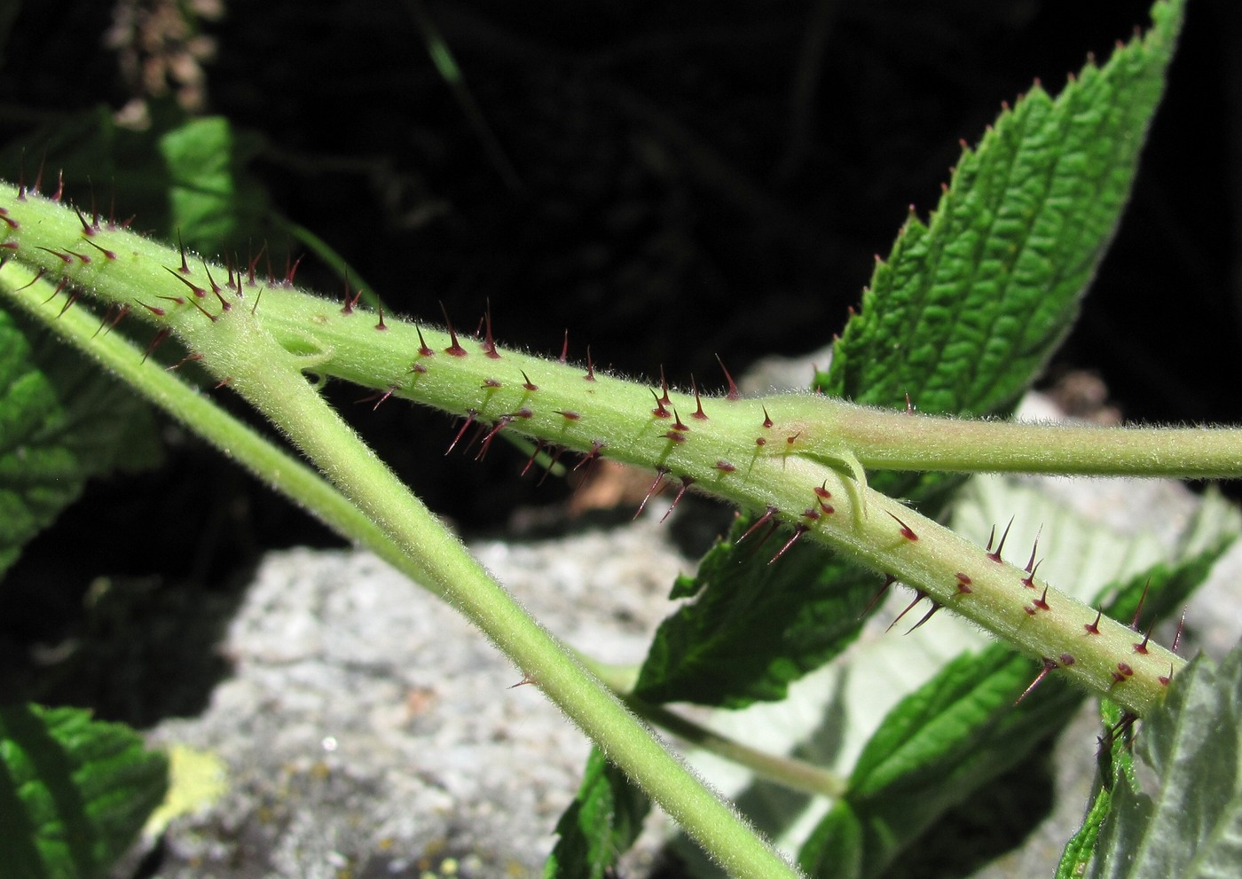 Изображение особи Rubus idaeus.