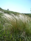 Stipa tirsa. Плодоносящее растение. Пензенская обл., Нижнеломовский р-н, окр. с. Усть-Каремша, остепнённый луг на открытом склоне. 4 июля 2015 г.