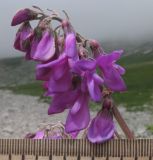 Hedysarum caucasicum. Соцветие. Адыгея, Кавказский биосферный заповедник, Фишт-Оштенский массив, высокогорное плато на юго-восточном склоне горы, ≈ 2200 м н.у.м. 13.08.2016.
