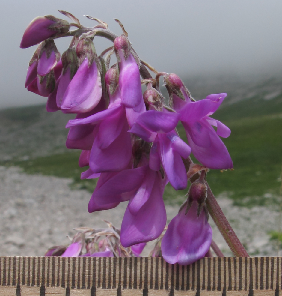 Image of Hedysarum caucasicum specimen.