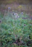 Echinops sphaerocephalus