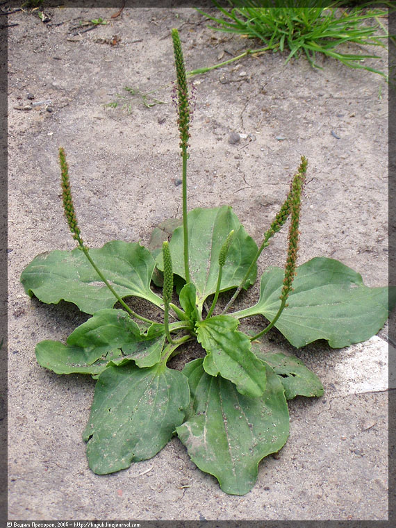 Image of Plantago major specimen.