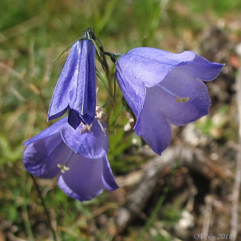 Изображение особи род Campanula.