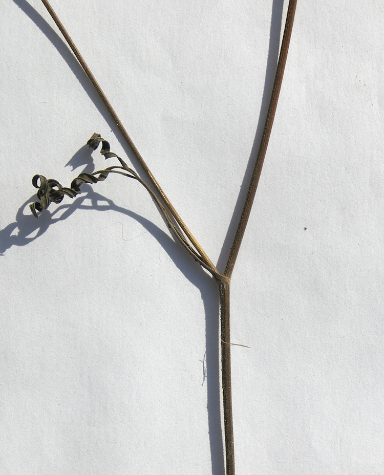 Image of Pimpinella saxifraga specimen.