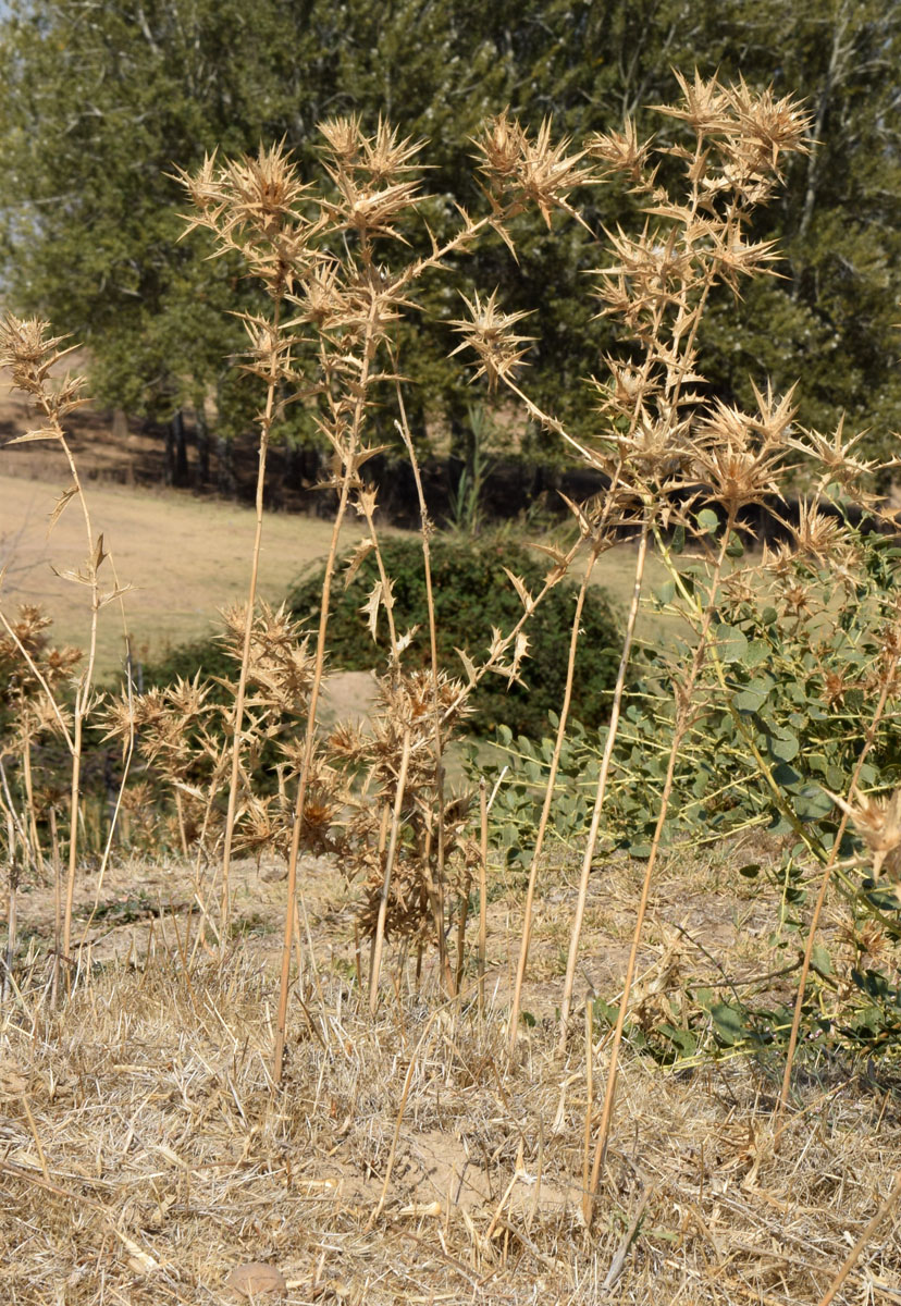 Изображение особи Carthamus &times; turkestanicus.