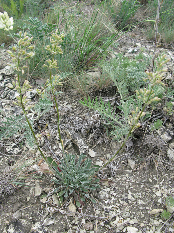 Image of Silene hellmannii specimen.