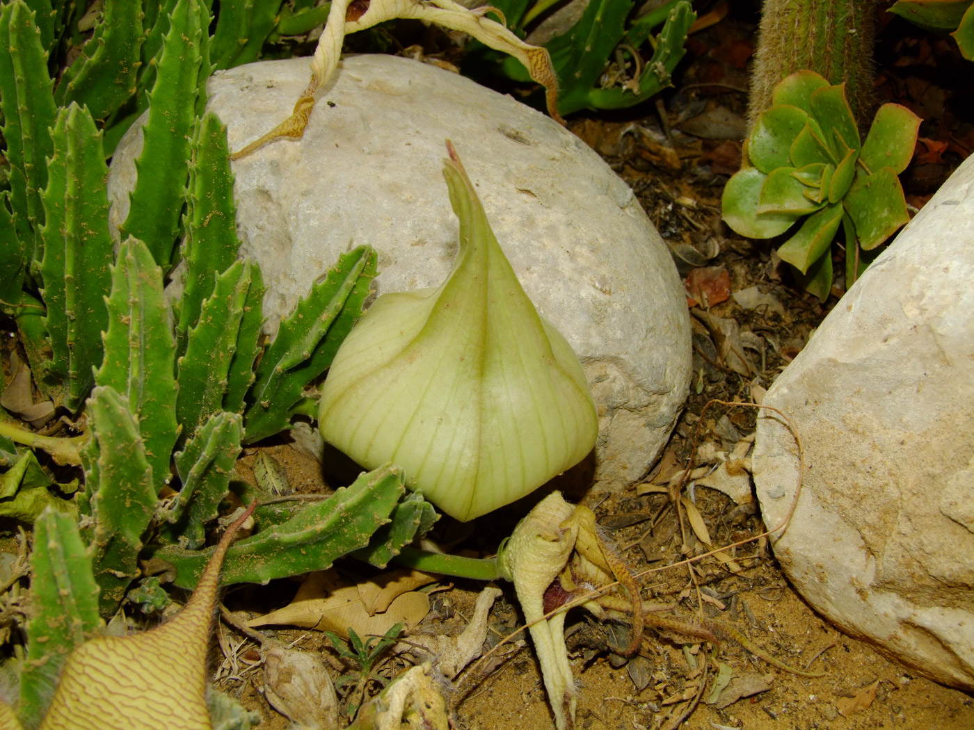 Image of Stapelia gigantea specimen.