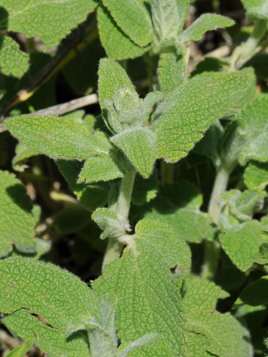 Image of Stachys hissarica specimen.