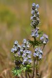 Aconitum rotundifolium. Соцветия. Казахстан, Тянь-Шань, хр. Заилийский Алатау, ущ. Левый Талгар, р-н устья р. Туристов, 2800 м н.у.м., остепнённый луг. 01.09.2016.