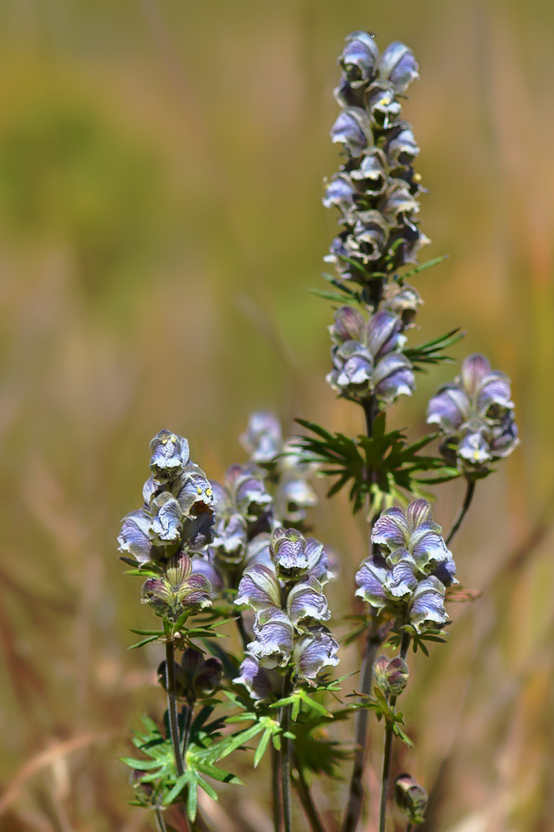 Изображение особи Aconitum rotundifolium.