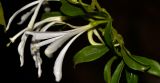 Turraea obtusifolia