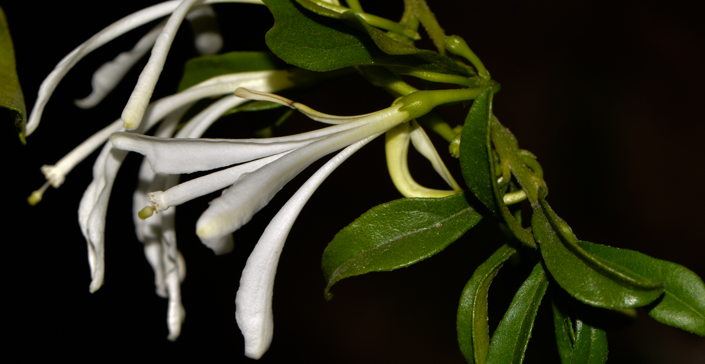 Image of Turraea obtusifolia specimen.