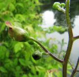 Scrophularia nodosa