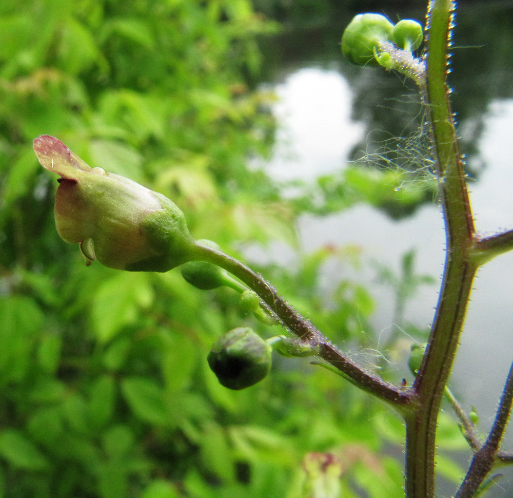 Изображение особи Scrophularia nodosa.