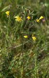 Hieracium hololeion