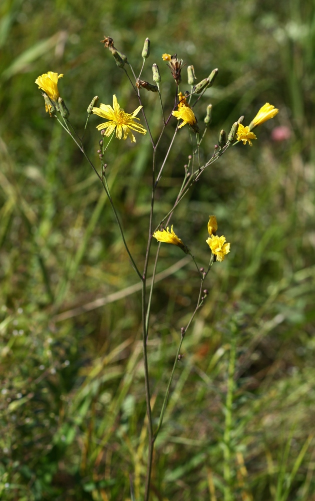 Изображение особи Hieracium hololeion.