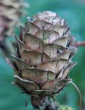 Larix decidua. Старая шишка. Польша, Беловежа. 27.06.2009.