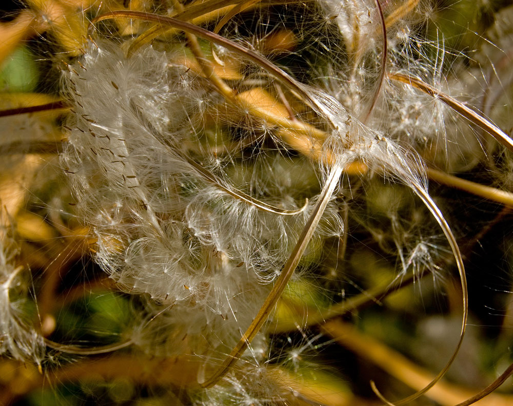 Image of Chamaenerion angustifolium specimen.