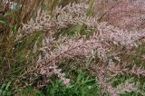 genus Tamarix