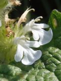 Ajuga genevensis. Цветки (белоцветковая форма). Украина, г. Запорожье, о-в Хортица, северный берег острова, скалистая часть, склон. 23.05.2016.