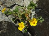 Potentilla fragiformis. Цветущее растение в расщелине скалы. Магаданская обл., окр. Магадана, побережье бухты Нагаева. 11.06.2013.