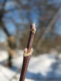 Acer negundo