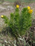 Adonis vernalis. Зацветающее растение. Украина, Запорожская обл., Запорожский р-н, Малоекатериновское охотничье-рыболовное хозяйство, степь. 17.04.2016.