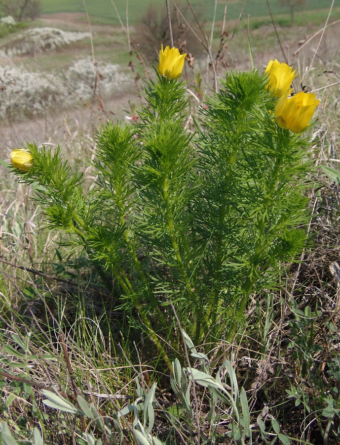 Изображение особи Adonis vernalis.