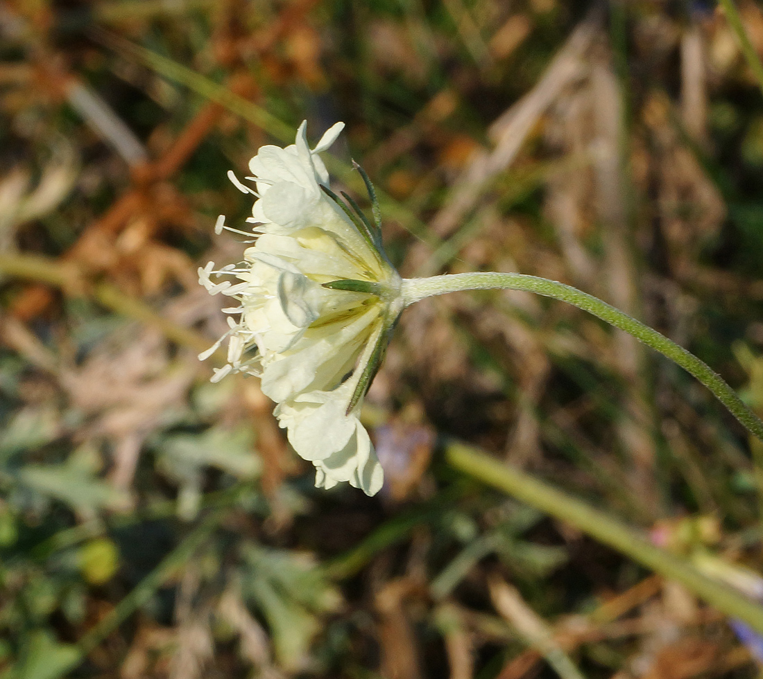 Изображение особи Scabiosa ochroleuca.