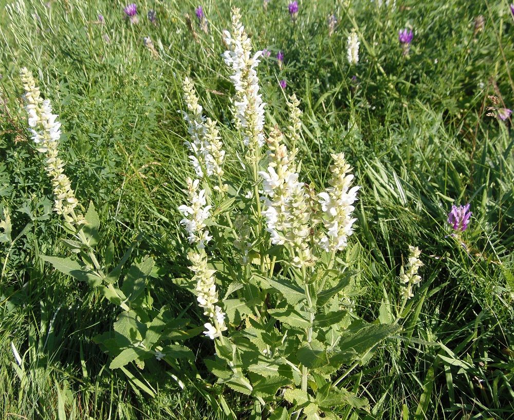 Изображение особи Salvia tesquicola.