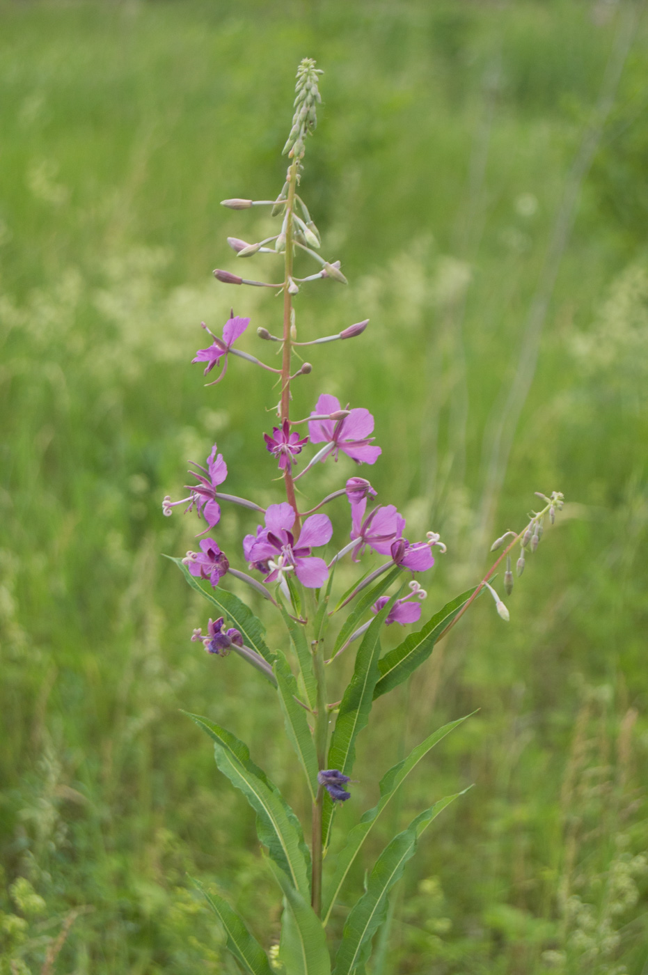Image of Chamaenerion angustifolium specimen.