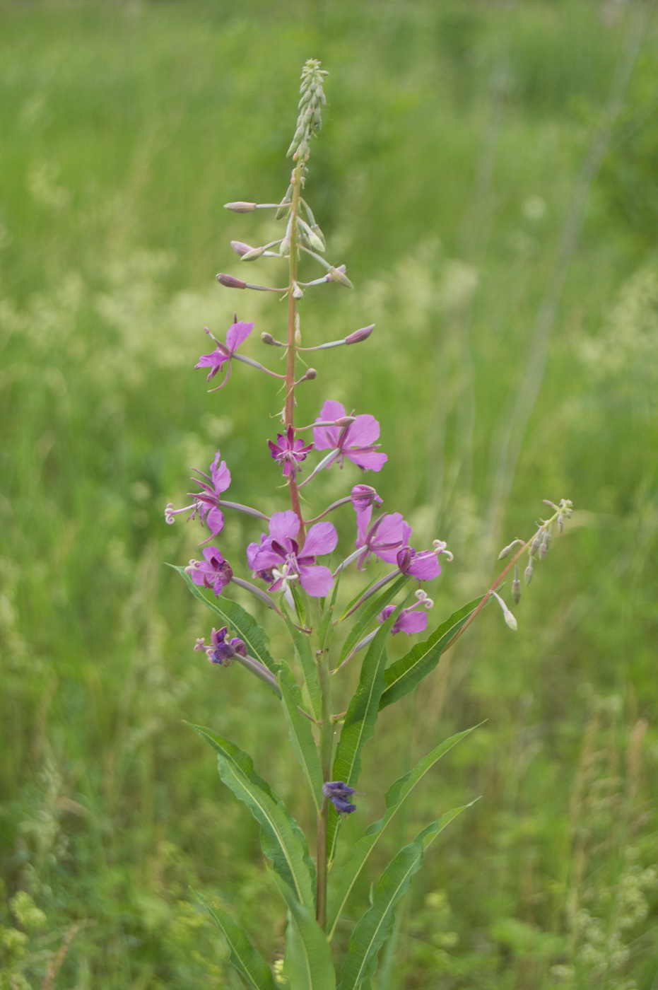 Изображение особи Chamaenerion angustifolium.