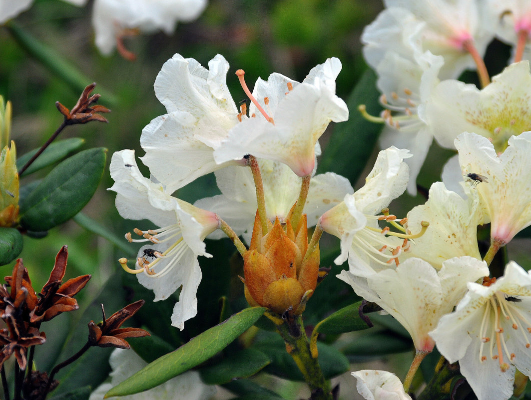 Image of Rhododendron caucasicum specimen.