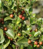 Rhamnus alaternus