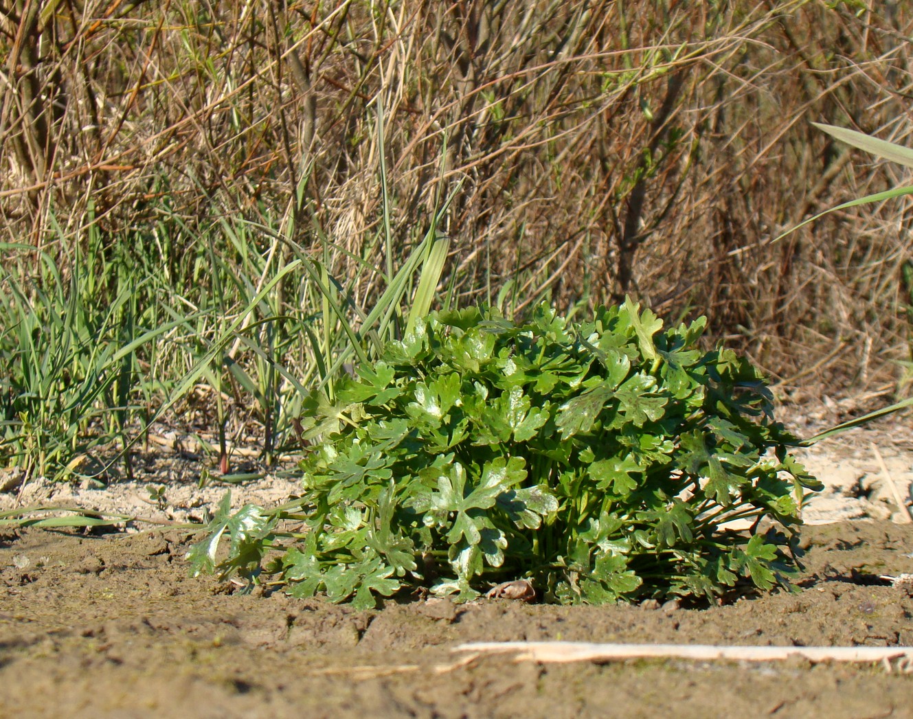 Изображение особи Ranunculus sceleratus.