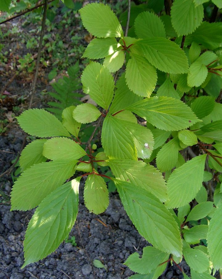 Image of Viburnum × bodnantense specimen.