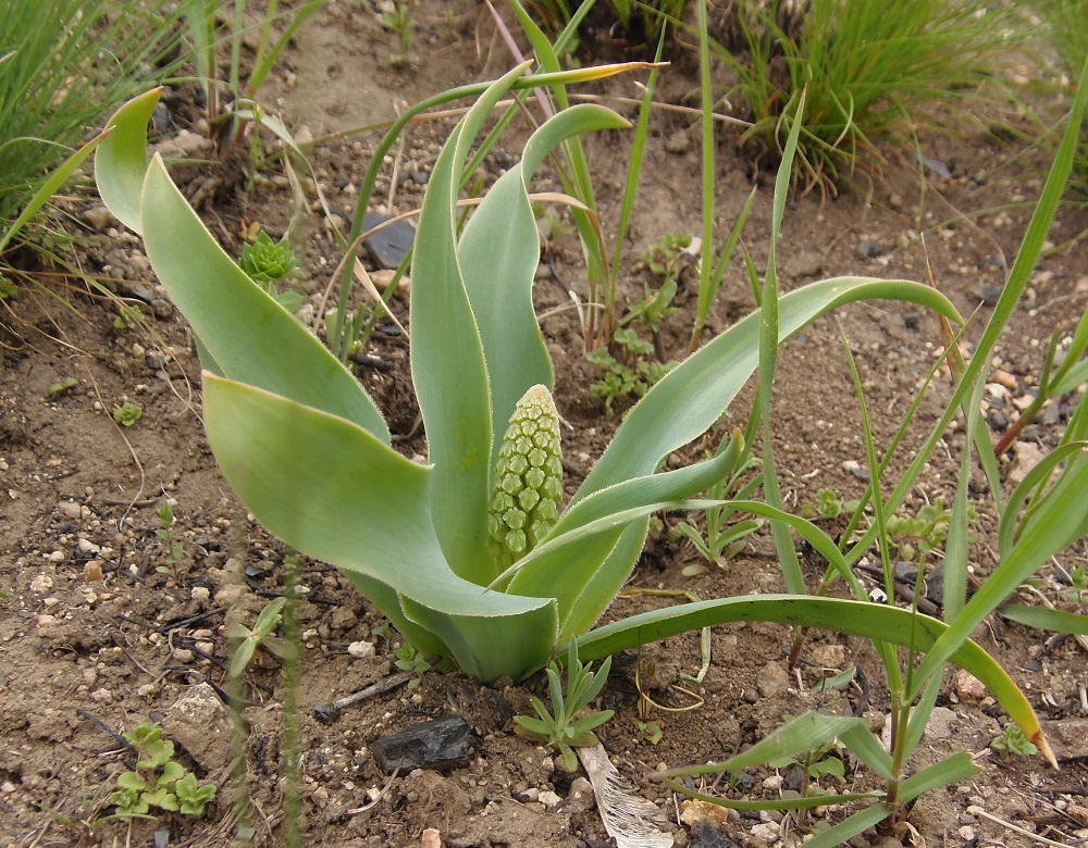 Image of Bellevalia sarmatica specimen.